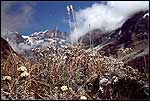 Plesnivec v Himal�jach (foto Horni�ov�)